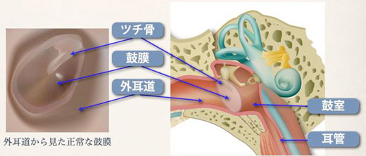 正常な鼓膜