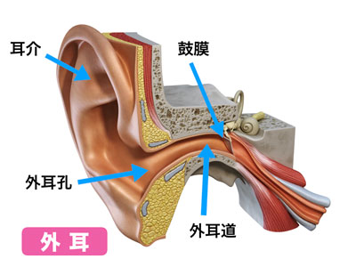 外耳